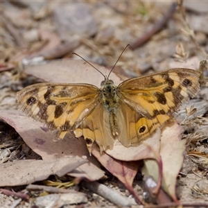 Heteronympha merope at Strathnairn, ACT - 21 Jan 2023