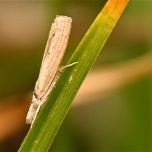 Culladia cuneiferellus at Throsby, ACT - 4 Nov 2024