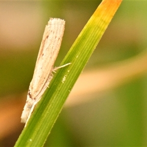 Culladia cuneiferellus at Throsby, ACT - 4 Nov 2024