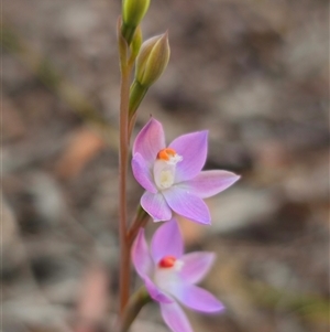 Thelymitra brevifolia at Captains Flat, NSW - 4 Nov 2024