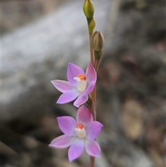 Thelymitra brevifolia at Captains Flat, NSW - 4 Nov 2024