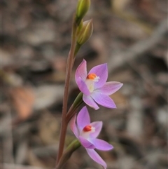 Thelymitra brevifolia at Captains Flat, NSW - 4 Nov 2024