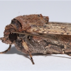 Agrotis infusa (Bogong Moth, Common Cutworm) at Lawson, ACT - 2 Nov 2024 by TimL