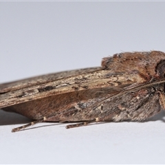 Agrotis infusa at Lawson, ACT - 2 Nov 2024