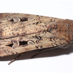 Agrotis infusa at Lawson, ACT - 2 Nov 2024