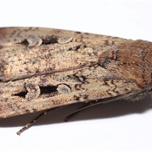 Agrotis infusa at Lawson, ACT - 2 Nov 2024