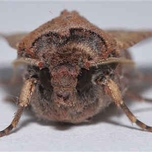 Agrotis infusa at Lawson, ACT - 2 Nov 2024