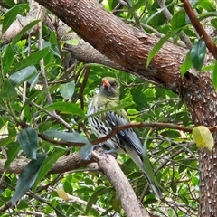 Oriolus sagittatus (Olive-backed Oriole) at Hawker, ACT - 3 Nov 2024 by sangio7