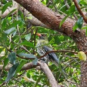 Oriolus sagittatus at Hawker, ACT - 4 Nov 2024