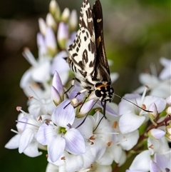 Hesperilla ornata (Spotted Sedge-skipper) at Penrose, NSW - 3 Nov 2024 by Aussiegall