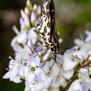 Taractrocera papyria at Penrose, NSW by Aussiegall