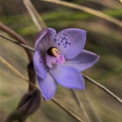 Thelymitra x truncata (Truncate Sun Orchid) at Captains Flat, NSW - 4 Nov 2024 by Csteele4