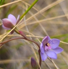 Thelymitra x truncata at Captains Flat, NSW - 4 Nov 2024