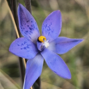 Thelymitra x truncata at Captains Flat, NSW - 4 Nov 2024