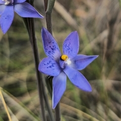 Thelymitra x truncata at Captains Flat, NSW - 4 Nov 2024