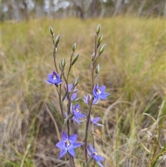 Thelymitra x truncata at Captains Flat, NSW - 4 Nov 2024