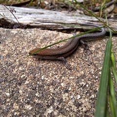 Lampropholis guichenoti (Common Garden Skink) at Kambah, ACT - 4 Nov 2024 by jac