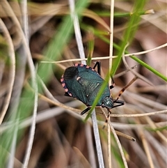 Notius depressus (Shield bug) at Captains Flat, NSW - 4 Nov 2024 by Csteele4