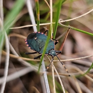 Notius depressus at Captains Flat, NSW - 4 Nov 2024