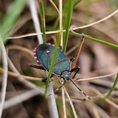 Notius depressus at Captains Flat, NSW - 4 Nov 2024