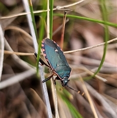 Notius depressus at Captains Flat, NSW - 4 Nov 2024