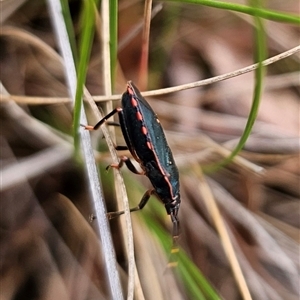 Notius depressus at Captains Flat, NSW - 4 Nov 2024