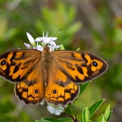 Heteronympha merope at Penrose, NSW - 3 Nov 2024 by Aussiegall