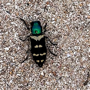 Temognatha laevicollis (Jewel Beetle) at Carrarang, WA by HelenCross