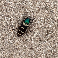 Temognatha laevicollis at Carrarang, WA - 4 Nov 2024