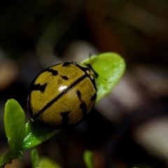 Harmonia testudinaria (Tortoise-shelled ladybird) at Acton, ACT - 4 Nov 2024 by amiessmacro