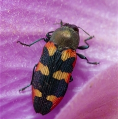 Castiarina sexplagiata (Jewel beetle) at Acton, ACT - 4 Nov 2024 by amiessmacro