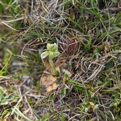 Hymenochilus crassicaulis (Alpine swan greenhood) at Nurenmerenmong, NSW - 3 Nov 2024 by Marchien