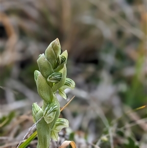 Hymenochilus crassicaulis at Nurenmerenmong, NSW - suppressed