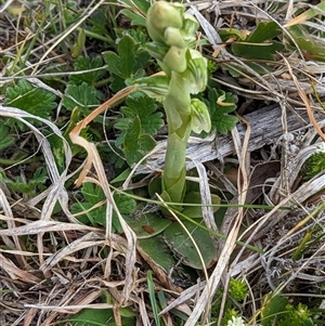 Hymenochilus crassicaulis at Nurenmerenmong, NSW - suppressed