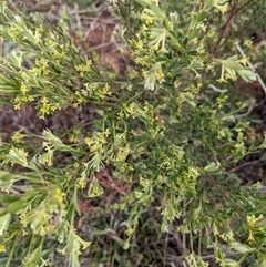 Pimelea curviflora var. gracilis (Curved Rice-flower) at Nurenmerenmong, NSW - 3 Nov 2024 by Marchien