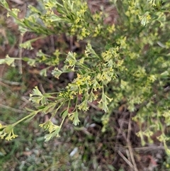 Pimelea curviflora var. gracilis at Nurenmerenmong, NSW - 4 Nov 2024 08:31 AM