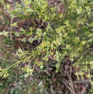 Pimelea curviflora var. gracilis at Nurenmerenmong, NSW - 4 Nov 2024 08:31 AM