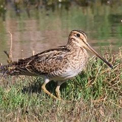 Gallinago hardwickii (Latham's Snipe) at Fyshwick, ACT - 3 Nov 2024 by jb2602