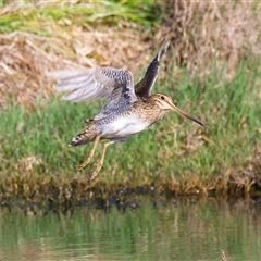 Gallinago hardwickii at Fyshwick, ACT - 3 Nov 2024 04:47 PM