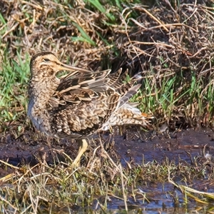 Gallinago hardwickii at Fyshwick, ACT - 3 Nov 2024 04:47 PM