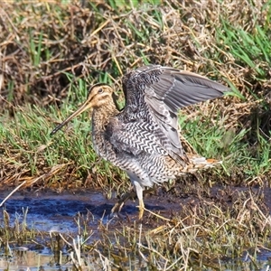 Gallinago hardwickii at Fyshwick, ACT - 3 Nov 2024 04:47 PM