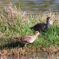 Gallinago hardwickii at Fyshwick, ACT - 3 Nov 2024 04:47 PM