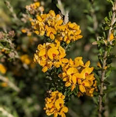 Oxylobium ellipticum (Common Shaggy Pea) at Nurenmerenmong, NSW - 3 Nov 2024 by Marchien