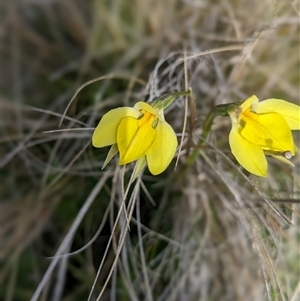 Diuris subalpina at Nurenmerenmong, NSW - 1 Nov 2024