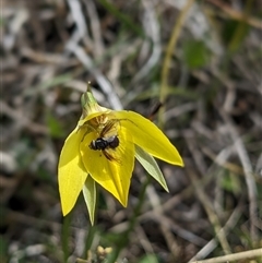 Diuris subalpina at Nurenmerenmong, NSW - suppressed