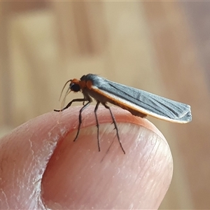 Palaeosia bicosta at Yass River, NSW - 4 Nov 2024 04:09 PM