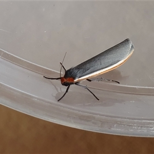 Palaeosia bicosta at Yass River, NSW - 4 Nov 2024 04:09 PM