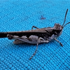 Unidentified Grasshopper, Cricket or Katydid (Orthoptera) at Kambah, ACT - 24 Oct 2024 by jac