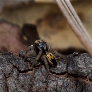 Maratus purcellae at Hall, ACT - suppressed