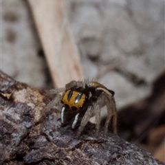 Maratus purcellae at Hall, ACT - suppressed